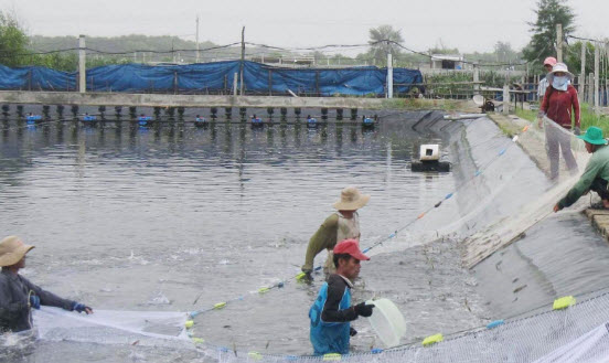Mô hình mới trong xử lý chất thải cho ao hồ nuôi tôm thâm canh