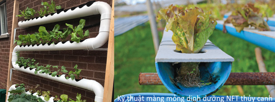 Dịch vụ thiết kế hệ thống trồng cây thủy sinh tại Vinh, Nghệ An giá rẻ uy tín